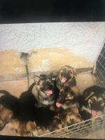 German Shepherd Puppies for sale in Phoenix, AZ, USA. price: NA