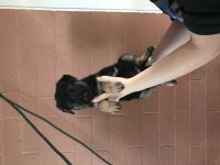 German Shepherd Puppies for sale in Stanfield, AZ 85172, USA. price: $350