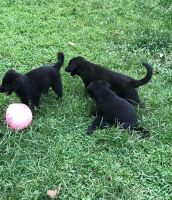 German Shepherd Puppies for sale in Fredericksburg, VA 22401, USA. price: $500
