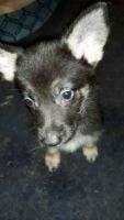 German Shepherd Puppies for sale in Elyria, OH 44035, USA. price: $400
