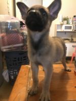 German Shepherd Puppies for sale in Atlanta, GA, USA. price: $400