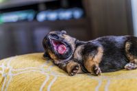 German Shepherd Puppies for sale in Greenville, SC, USA. price: $1,200