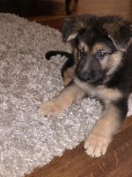 German Shepherd Puppies for sale in Atlanta, GA, USA. price: $500