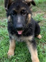 German Shepherd Puppies for sale in Cheshire, CT 06410, USA. price: $1,500