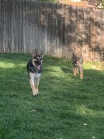 2 German Shepherds, 9 months old, spayed, shoots, papers not registere