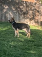 2 German Shepherds, 9 months old, spayed, shoots, papers not registere