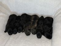 German Shepherd Puppies for sale in Easley, SC, USA. price: $800