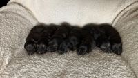 German Shepherd Puppies for sale in Easley, SC, USA. price: $600