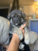 German Shepherd Puppies for sale in Tolleson, AZ, USA. price: $800