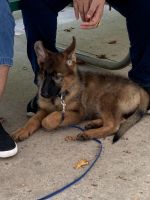 German Shepherd Puppies for sale in 11131 Fairhaven Ct, Fairfax, VA 22030, USA. price: $1,853