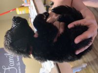 German Shepherd Puppies for sale in Rigby, ID 83442, USA. price: $500