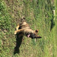 German Shepherd Puppies for sale in Grand Haven, MI, USA. price: NA