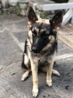 German Shepherd Puppies for sale in Kentwood, MI, USA. price: $2,000