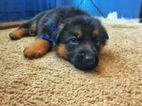 Pure German Shepherd puppy’s