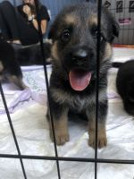 Pure German Shepherd puppy’s