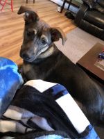 German Shepherd Puppies for sale in Williamsburg, VA 23188, USA. price: $200