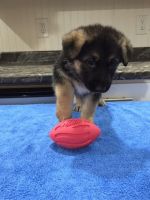 German Shepherd Puppy for Sale