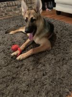 German Shepherd Puppies for sale in 111 North Marietta Pkwy NE, Marietta, GA 30060, USA. price: $300