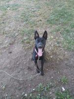 German Shepherd Puppies for sale in Cincinnati, OH 45232, USA. price: $80