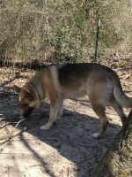 German Shepherd Puppies for sale in King George, VA 22485, USA. price: $1,000