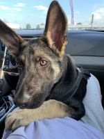 German Shepherd Puppies for sale in Greenville, SC, USA. price: $300
