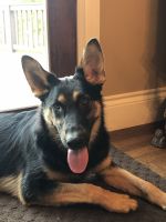 German Shepherd Puppies for sale in Pinckney, MI 48169, USA. price: $850