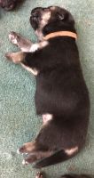 German Shepherd Puppies for sale in Coshocton, OH 43812, USA. price: $800