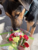 German Shepherd Puppies for sale in Virginia Beach, VA, USA. price: $150