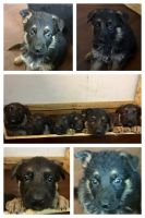 German Shepherd Puppies for sale in North Branch, MI 48461, USA. price: $900