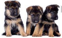 German Shepherd Puppies for sale in Detroit, MI, USA. price: $600