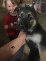 German Shepherd Puppies for sale in Coshocton, OH 43812, USA. price: $800