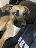 German Shepherd Puppies for sale in Virginia Beach, VA, USA. price: $100