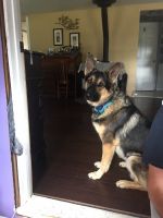 German Shepherd Puppies for sale in Lawton, MI 49065, USA. price: $300