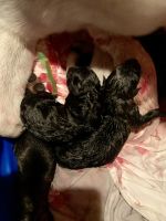 Akc 5 week old German shepherds