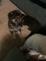 Akc 5 week old German shepherds