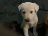 Akc 5 week old German shepherds