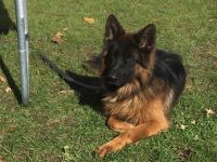 German Shepherd Puppies for sale in Wantagh, NY, USA. price: NA