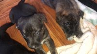 German Shepherd Puppies for sale in Tucson, AZ, USA. price: $350