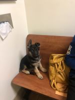 German Shepherd Puppies for sale in Snellville, GA, USA. price: NA