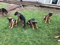 German Shepherd Puppies for sale in Skillman, NJ 08558, USA. price: $800