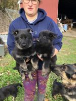 German Shepherd Puppies for sale in Merrill, MI 48637, USA. price: $500