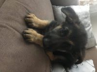 German Shepherd Puppies for sale in Spotsylvania County, VA, USA. price: $750