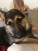 German Shepherd Puppies for sale in AL-35, Fort Payne, AL, USA. price: $300