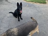 German Shepherd Puppies for sale in Benton, KY 42025, USA. price: $500
