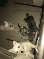 German Shepherd Puppies for sale in St Paul, MN, USA. price: $650