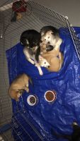 German Shepherd Puppies for sale in Norcross, GA, USA. price: $300