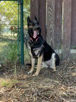 German Shepherd Puppies for sale in Fort Eustis, Newport News, VA 23604, USA. price: $200