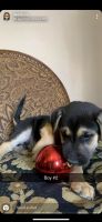 German Shepherd Puppies for sale in Phoenix, AZ, USA. price: $300