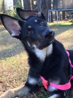 German Shepherd Puppies for sale in Conway, SC 29526, USA. price: $500