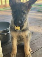 German Shepherd Puppies for sale in Grand Blanc, MI 48439, USA. price: $800